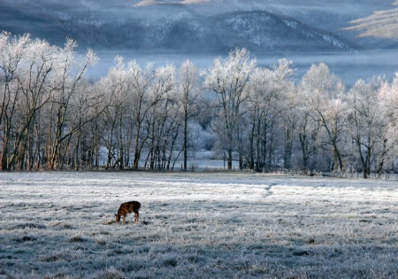 Frost