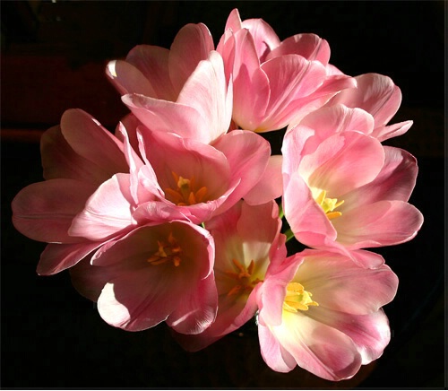 Pink Tulips