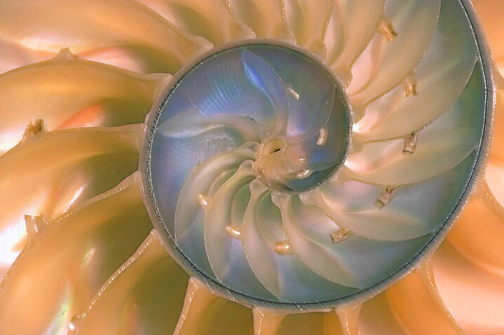 Nautilus