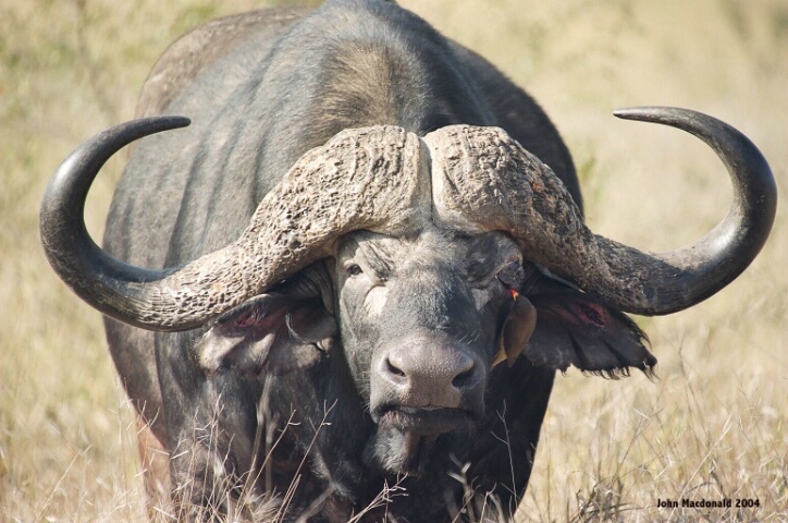 One-Eyed Buffalow And Oxpecker Friend