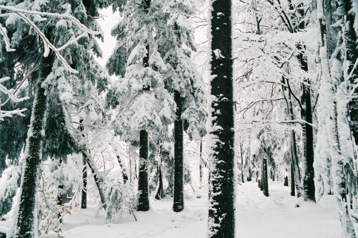 Winterforestscape