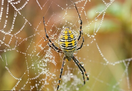 Shrowded in Dew