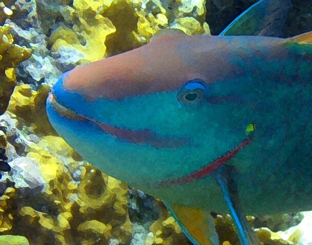 Stoplight Parrotfish ENH F159 - ID: 766562 © Kristin A. Wall