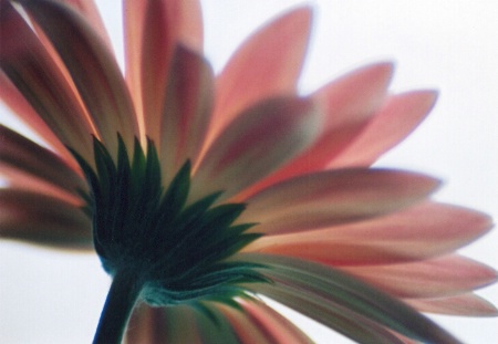 Gerbera 2