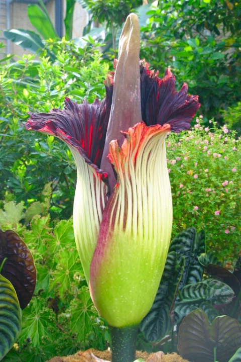World's Largest Flower  - ID: 767471 © Cynthia M. Wiles