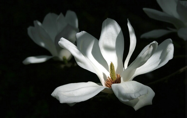 White Magnolia