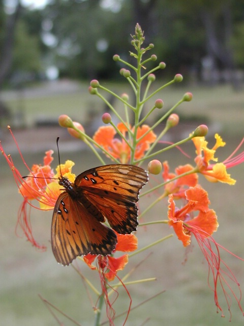 Butterfly