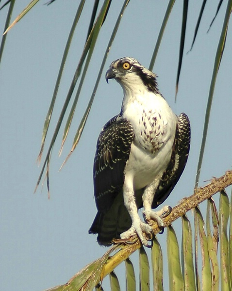 the osprey