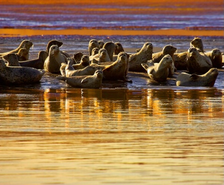 Seals at Bolinas Lagoon, CA