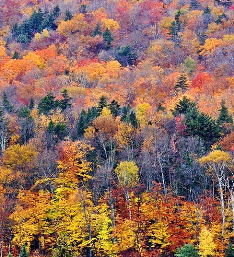 Fall Color, White Mountain, NH