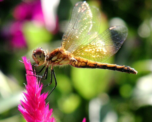 wings of glass