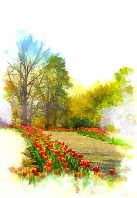 Tulip-Lined Walkway