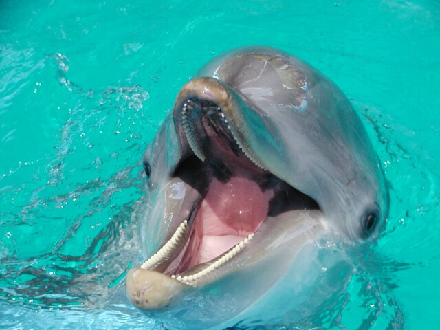 Dolphin smiling