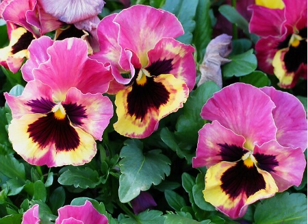 Three Pansies