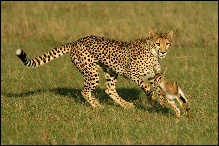 Cheetah Chase II