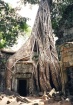 Fig At Angkor