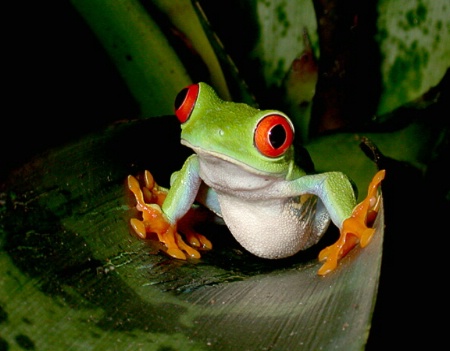 Tree Frog