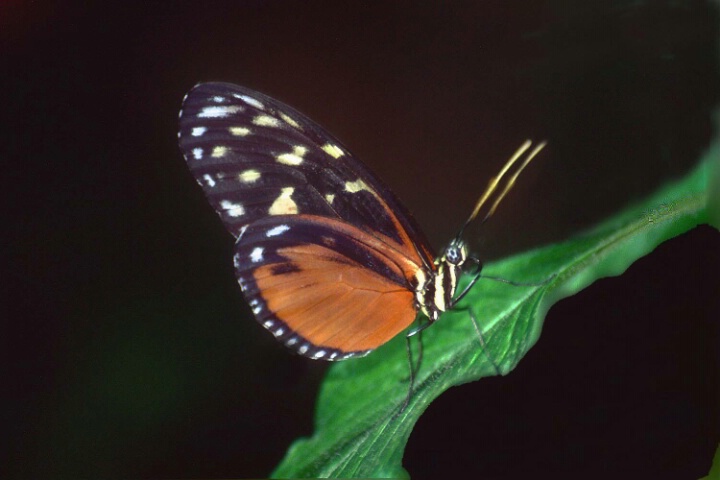 SPOTTED BUTTERFLY