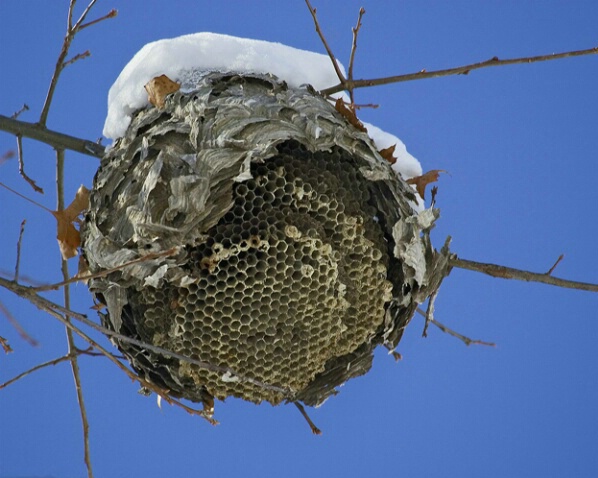 Wasp Nest-Akron - ID: 773623 © James E. Nelson