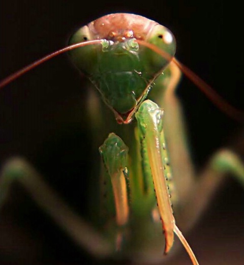 Mantis at Night
