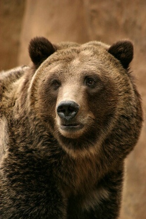 Teddy Bear.......