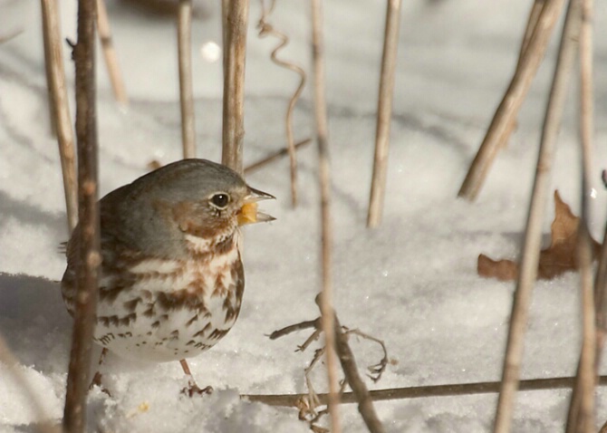 Fox Sparrow - ID: 773905 © Robert Hambley