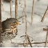 © Robert Hambley PhotoID # 773905: Fox Sparrow