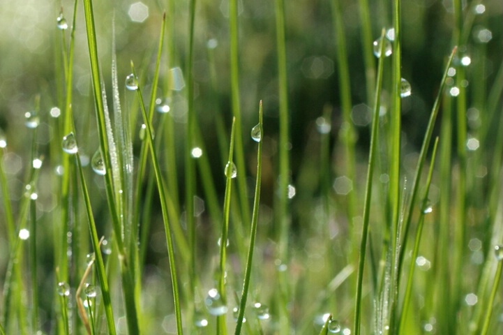 Grassy Drops