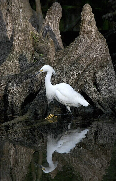 Snowy Egret Steppin' Out