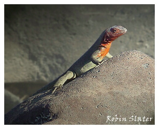 Galapagos Lava Lizard