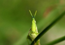 Close-ups