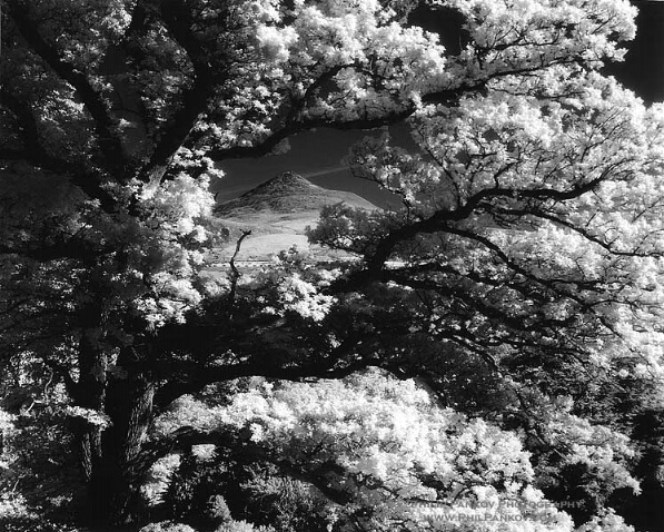 Japanese Branches, view onto Sugar Loaf