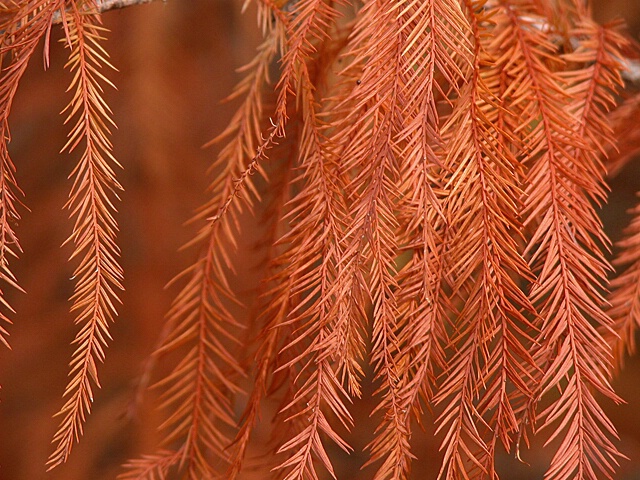 An Autumn Conifer