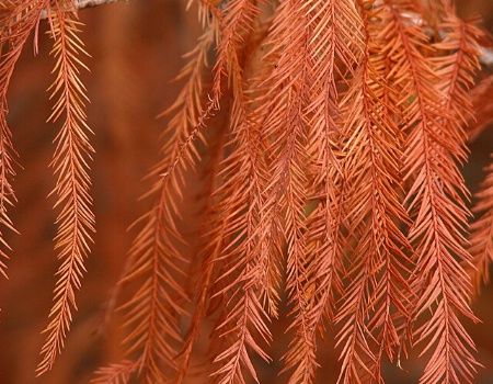 An Autumn Conifer