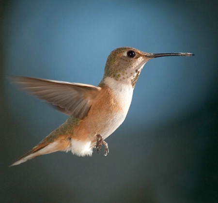 Portrait of a Hummingbird