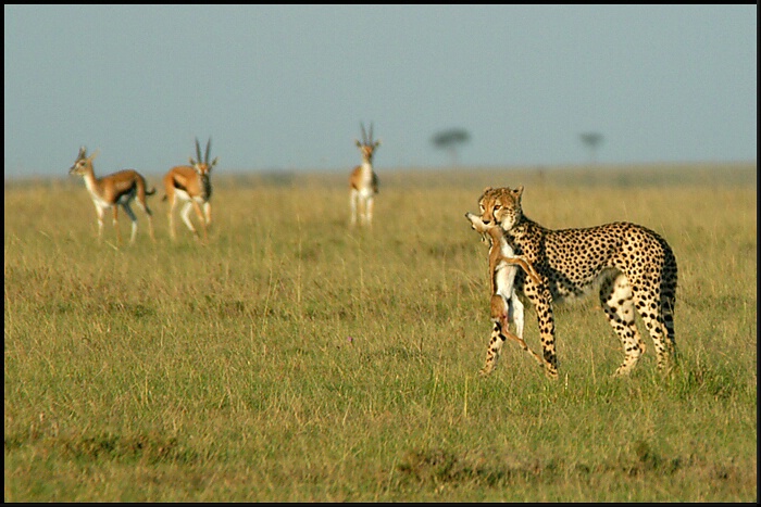 Cheetah Catch