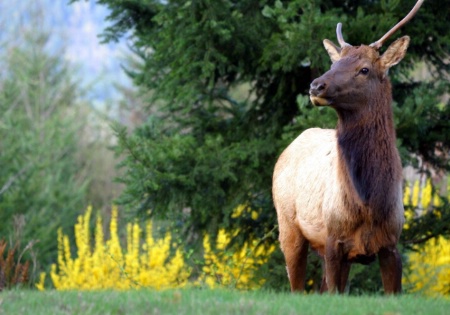 Elk in North Bend