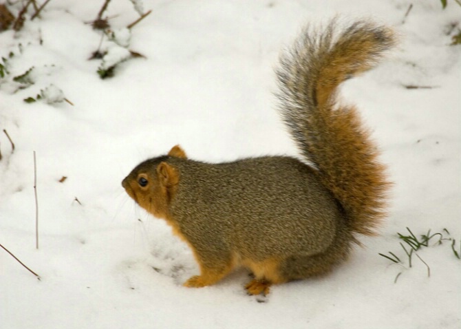 Fox Squirrel-Cuyahoga Valley National Park