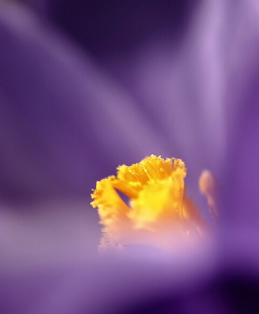 crocus