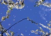 Summer Snow