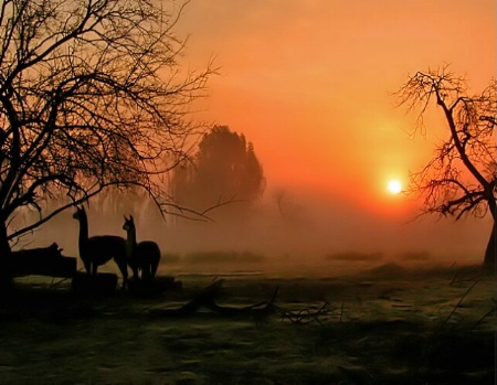 Llamas at Dawn
