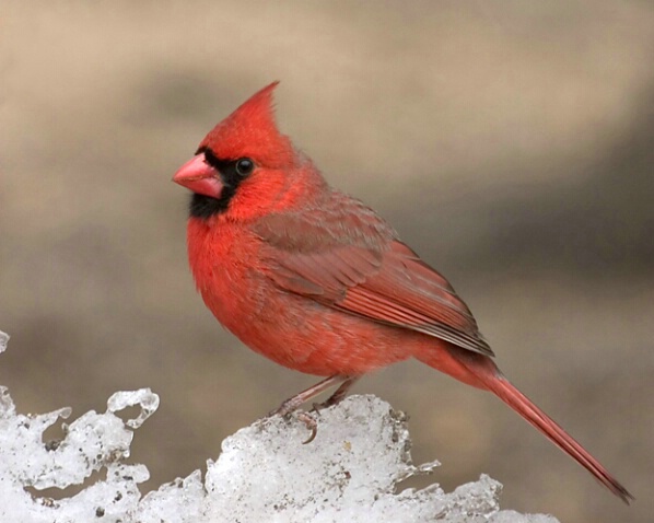 Cardinal on Ice - ID: 777263 © Robert Hambley