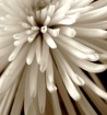 Macro Flower