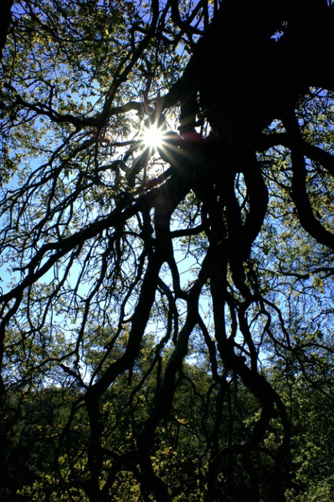 Bowing Branches