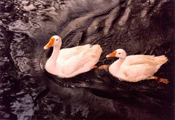 Pair of Swan