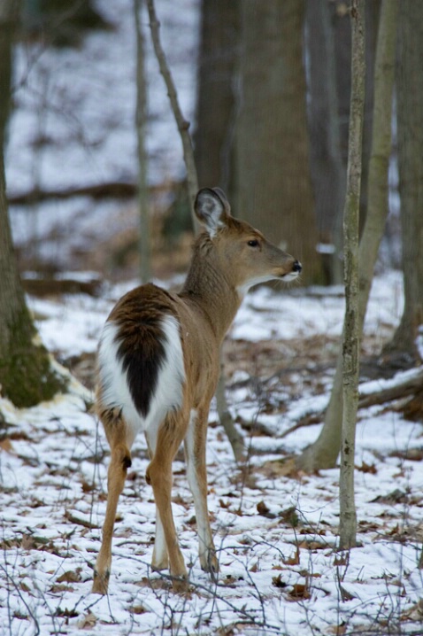 White Tailed Deer 2-Cuyahoga Valley National Park - ID: 778538 © James E. Nelson