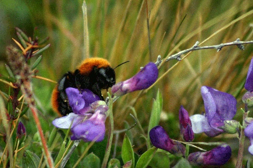 the bees are big in argentina