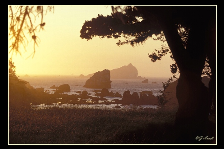 Redwood Coast at sunset