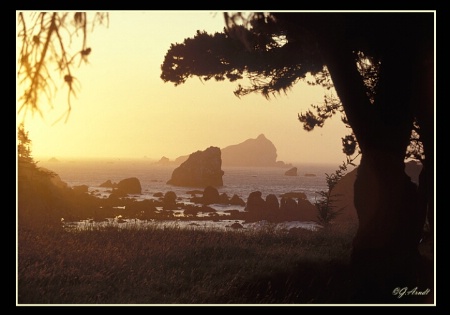 Redwood Coast at sunset