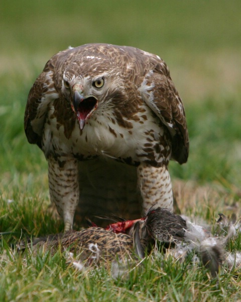 Hawk with Prey